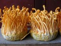 虫草花一般产自哪里（虫草花怎么来的）
