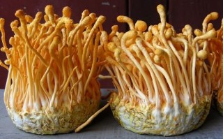 虫草花一般产自哪里（虫草花怎么来的）