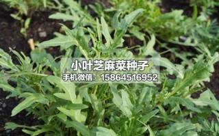 芝麻是十字花科植物吗,芝麻菜哪里卖的