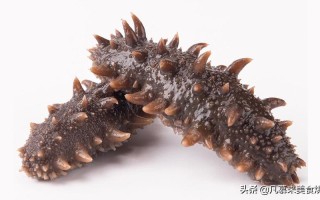 海参哪里能吃哪里不能吃（海参哪里不能吃图片）
