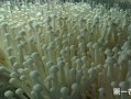 海鲜菇的由来,海鲜菇产地在哪里啊