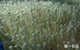 海鲜菇的由来,海鲜菇产地在哪里啊
