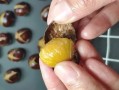哪里的板栗好吃还容易剥皮,哪里的栗子好吃又好剥