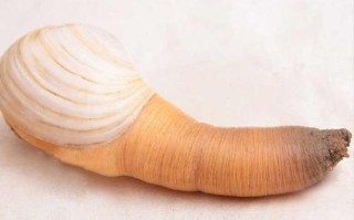 象拔蚌吃哪里（象拔蚌吃哪里的肉最好）