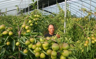 哪里的冬枣（冬枣适合什么地方种植）