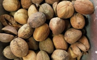 八豆哪里有卖的（巴豆种子哪里有卖的）