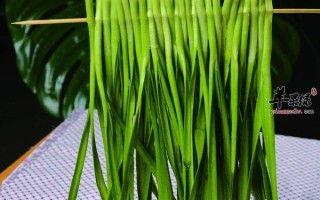 韭菜哪里的好（韭菜哪里的好吃）
