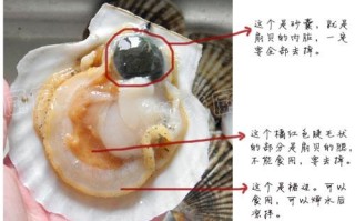 扇贝肉哪里不能吃（扇贝哪些部位不能吃）