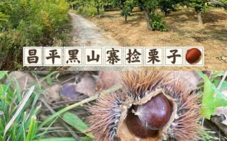 北京秋天捡板栗的好地方,北京哪里的栗子好吃又便宜