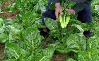 哪里买吃的菜网上（哪里买吃的菜网上）