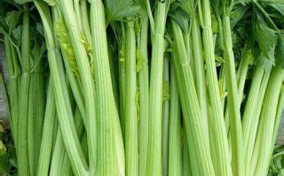 西芹哪里多（西芹哪里产）
