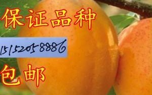 杏籽仁怎么培育成树苗,杏仁树苗哪里有卖的