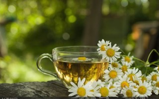夏天的菊花茶哪里下载（夏天的菊花图片）