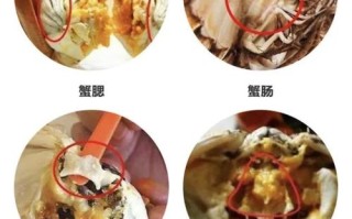 螃蟹的腮，胃，肠在哪里,螃蟹肠在哪里图片