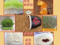 哪里小麦好吃（最好吃的小麦品种排行榜）