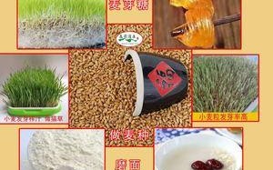 哪里小麦好吃（最好吃的小麦品种排行榜）