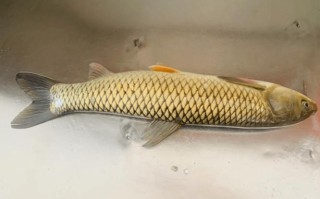 草鱼哪里腥（草鱼腥味重吗）