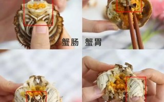 请问螃蟹的蟹鳃、蟹心、蟹胃、蟹肠分别在螃蟹的什么地方啊,蟹肠在哪里