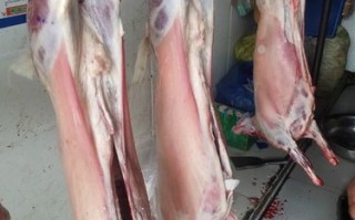 哪里羊肉膻（哪种羊膻味重）
