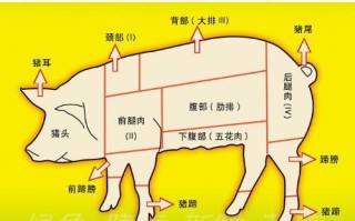 颈背肉是什么地方的肉,颈背肉是哪里的肉