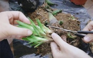 芦荟从哪里剪（芦荟从哪里剪枝）
