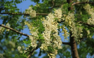 洋槐花适合什么地方种植,杨槐花在哪里生长