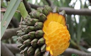 山菠萝与凤梨的区别,山菠萝好吃吗