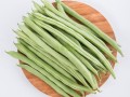 哪里有四季豆（四季豆哪里有卖）
