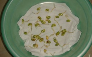 豆芽是什么豆子长出来的,豆芽是长在哪里的图片