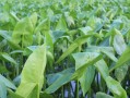 芜湖哪里可以买到八宝菜,哪里能买到茨菰子