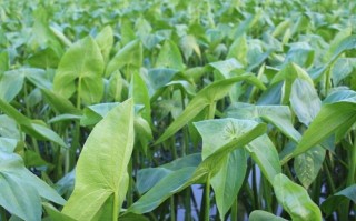 芜湖哪里可以买到八宝菜,哪里能买到茨菰子