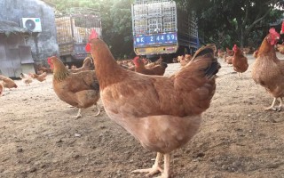 广州哪里有文昌鸡（广州哪里有文昌鸡批发市场）