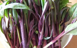 紫菜苔吃哪里（红油菜苔哪些部位能吃）
