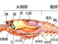 虾的内脏构造图片解说,内脏在哪里位置图片