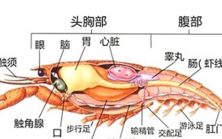虾的内脏构造图片解说,内脏在哪里位置图片