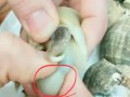 海螺的苦胆在哪里（海螺的苦胆在哪里图）