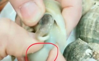海螺的苦胆在哪里（海螺的苦胆在哪里图）