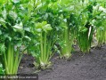 芹菜长什么地方,芹菜生长的地方
