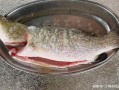 鲈鱼吃哪里（鲈鱼吃哪里没有刺）