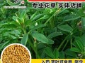 香草豆哪里有卖（香豆子和装在荷包里的香草是同一种植物吗）