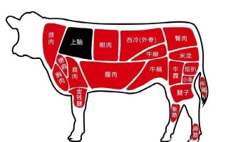 后座肉是哪里（牛后座肉是哪个部位）