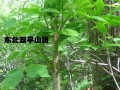 刺五加哪里的好（刺五加哪个地方的好）