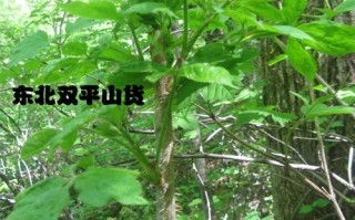 刺五加哪里的好（刺五加哪个地方的好）