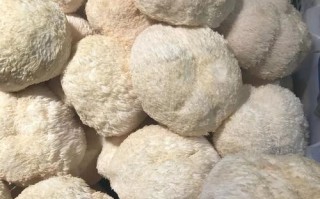 哪里猴头菇好（猴头菇都产自哪里，哪里的最好）