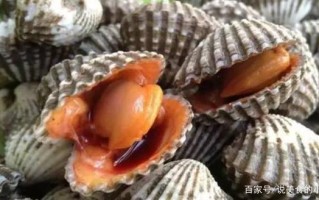 血蛤哪里不能吃