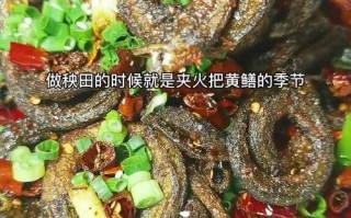 盘龙黄鳝 哪里（盘龙黄鳝的做法）