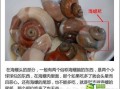 海螺那里不能吃,海螺哪里不能吃图片大全