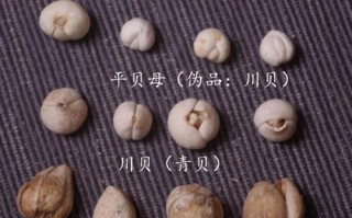 青贝哪里不能吃（青贝哪个地方不能吃）