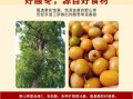 酸枣是哪里（酸枣是哪里的特产）