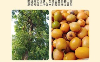 酸枣是哪里（酸枣是哪里的特产）